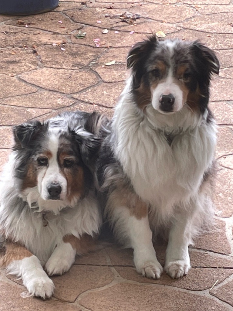 rest in peace, Indy and Lola