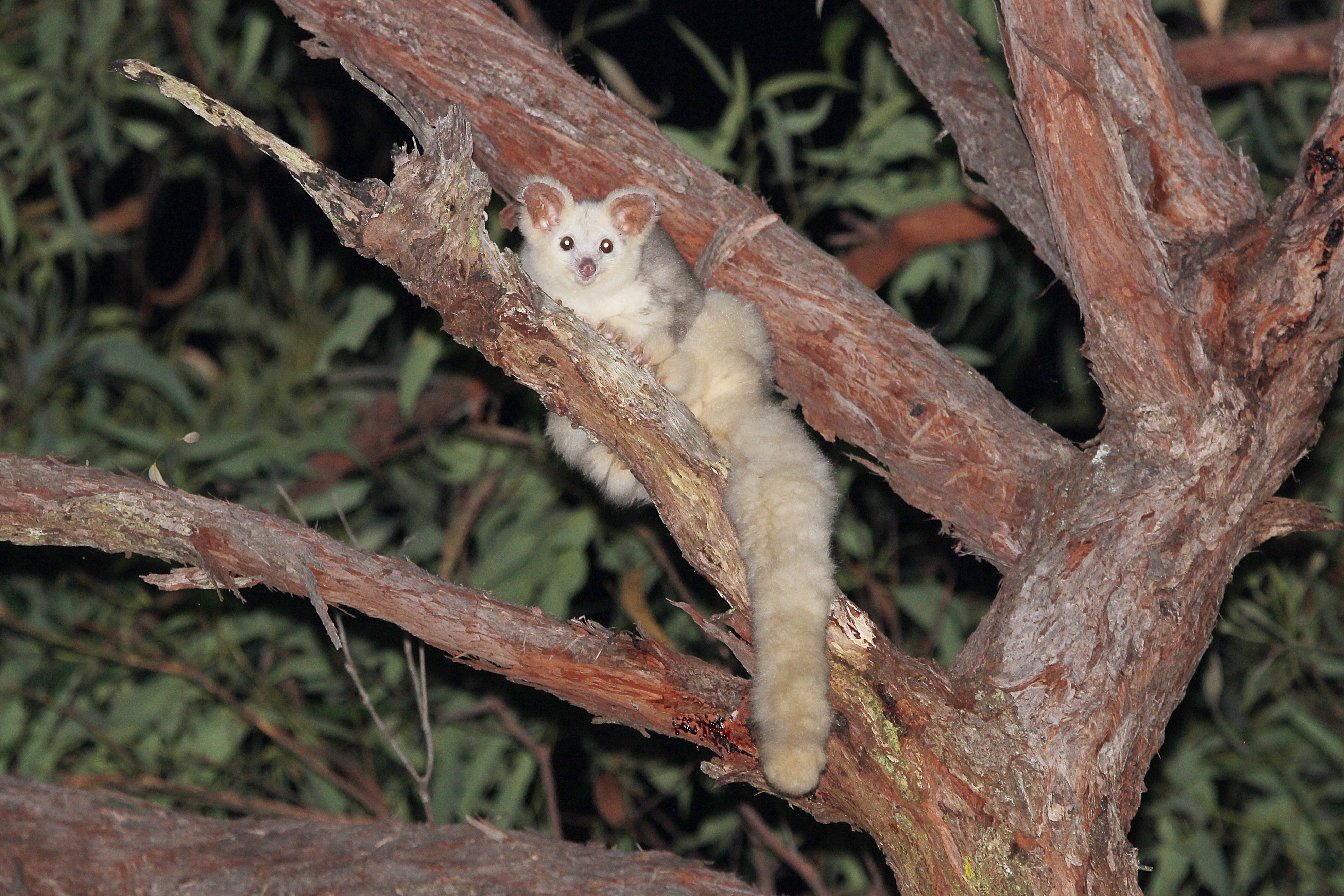 White glider sitting in tree