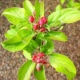 AllyD