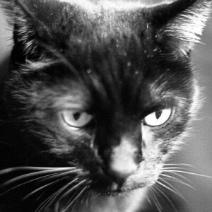 Wasabi the Black Cat 😼
