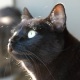 Wasabi the Black Cat 😼