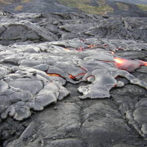 Wizard Bear  (💉x8 + 😷)